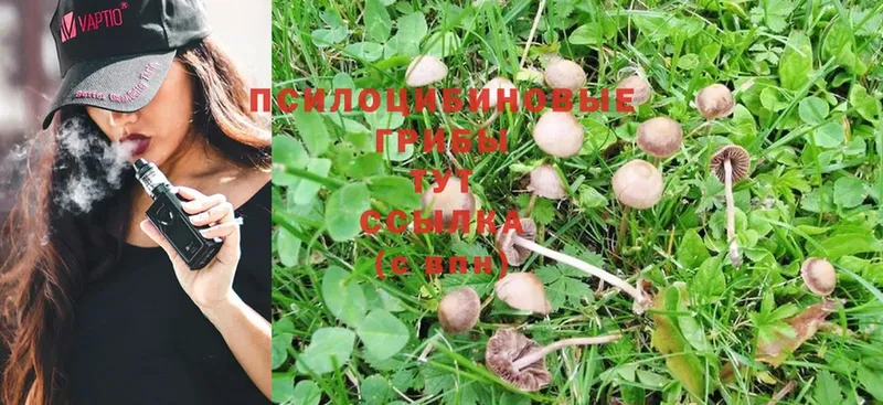 OMG вход  наркошоп  Куса  Галлюциногенные грибы Psilocybe 